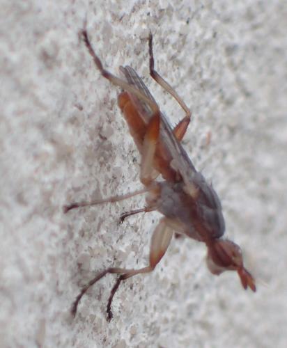 Dichetophora obliterata